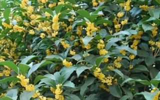 桂花多少度會(huì)開(kāi)花，開(kāi)花的溫度范圍為15-28℃之間
