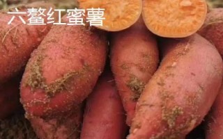 六鰲紅蜜薯的產(chǎn)地，福建省漳浦縣主產(chǎn)