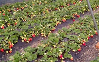 12月的草莓能不能吃，12月才開(kāi)始成熟可以吃
