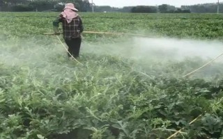 乙基多殺菌素有什么作用，可快速滅殺農(nóng)業(yè)害蟲(chóng)