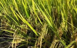 麟兩優(yōu)5298水稻種子簡介，秧田畝播種量10.0千克