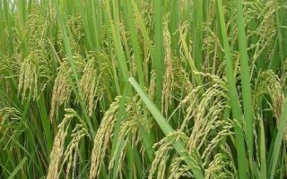 昌兩優(yōu)香久久水稻種子特征特性，全生育期126.5天