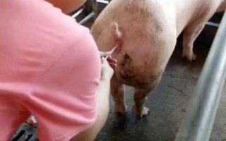 后備母豬的配種時(shí)間，有靜立反應(yīng)后通常6-8小時(shí)首次配種
