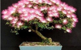 怎么養(yǎng)合歡花，在生長期間應該保證有足夠的光照