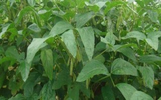 黔豆13大豆種子特征特性，全生育期116.9天