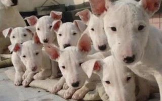 狗頓頓吃肉有何危害，會影響口腔健康和骨骼形成