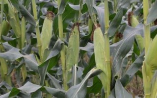 金蘋果雙色7號玉米品種的特性，4月中下旬播種