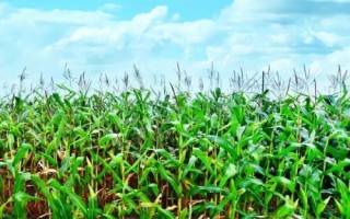 德科501玉米種子簡介，適宜密度為每畝5000株左右