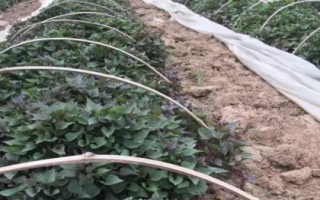 紫薯如何育苗，將種薯排放在苗床上、再覆土施肥并做好管理