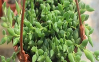情人淚根部枯萎怎么處理，需停止?jié)菜? /></p><h2>一、情人淚根部枯萎怎么處理</h2><p>1、停止?jié)菜?/p><p>養(yǎng)殖情人淚時，如果澆水過多，就會導致土壤中產(chǎn)生積水，從而使得情人淚的根系長期泡于水中而枯萎腐爛，需要停止?jié)菜?，再將情人淚脫盆，然后用剪刀將植株腐爛的根系剪去，并且為情人淚更換更為疏松肥沃的土壤。</p><p style=