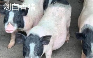什么是香豬，屬于矮小豬種