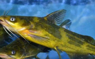 管付千又魚(yú)鉤適合釣?zāi)男~(yú)，適合釣海魚(yú)、黃顙魚(yú)和鯰魚(yú)等