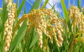 內(nèi)6優(yōu)2119水稻種子簡(jiǎn)介，全生育期153.3天