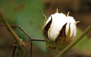 國欣棉34棉花品種的特性，轉(zhuǎn)基因抗蟲雜交棉品種