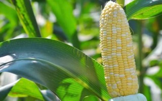 良玉99號(hào)玉米種子特點(diǎn)，中抗大斑?。?-5級(jí)）