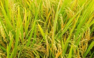 津原U9水稻品種的特性，全生育期175天