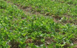 半夏種子的價格與種植技術(shù)，市場售價一斤大約需要35-50元左右