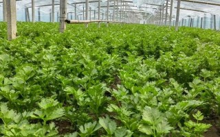 芹菜怎么育苗，將種子與細(xì)沙土混合后再撒播