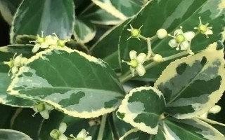 冬青衛(wèi)矛簡(jiǎn)介，是常見的庭園觀賞樹種
