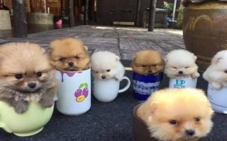 茶杯犬的由來(lái)，是基因突變產(chǎn)生的