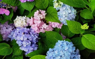 繡球花怎么繁殖，可分株也可壓條繁殖