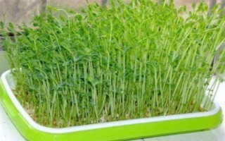 用塑料盆種菜有沒(méi)有毒，蔬菜的根系無(wú)法吸收其中的有毒物質(zhì)