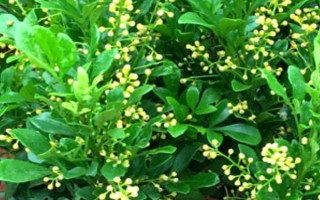 米蘭花有沒有毒，不僅沒毒還可食用