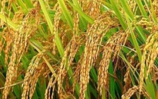 云航秈3號(hào)水稻種子特征特性，中抗紋枯病