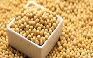 隴豆3號(hào)大豆種子特征特性，春播4月下旬-5月上旬播種