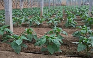 冬茬辣椒定植后的管理方法，進(jìn)入花期之后要降低濕度、增加光照