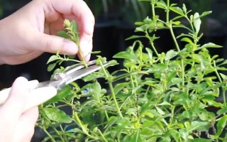 怎么修剪藍(lán)雪花，生長初期可進(jìn)行摘心和打頂