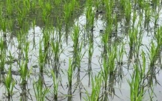 水稻畝產(chǎn)多少，高產(chǎn)稻為1000-1200斤左右/畝