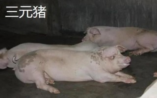 二元母豬能與什么公豬配，杜洛克是很好的選擇