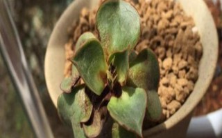 多肉的常見病及處理方法，常見的有赤霉病、炭疽病等