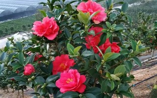 四季茶花好不好養(yǎng)，是比較好養(yǎng)活的花卉