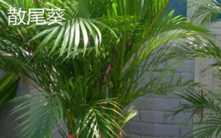 散尾葵和鳳尾竹的區(qū)別，形態(tài)和習(xí)性均不同