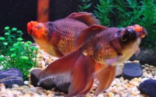 金魚魚尾變黑的原因，可能是水質(zhì)太差或腸炎導(dǎo)致的