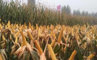 杰農(nóng)628玉米種子特征特性，用顆粒劑或赤眼蜂防治玉米螟
