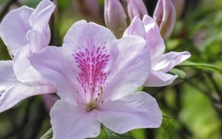 春天開哪些花，常見的有矮牽牛、杜鵑花等