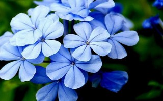 藍雪花修剪后如何養(yǎng)護，將其放置光線柔和的通風環(huán)境中養(yǎng)護