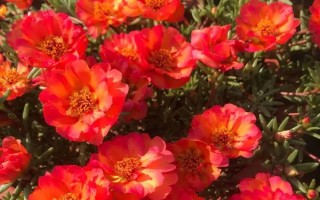 太陽花的花語，寓意向往光明、沉默的愛等