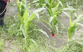 黃羊168玉米種子介紹，4月中旬播種