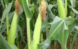 糯貝爾9號玉米種子特征特性，種衣劑包衣防治地下害蟲