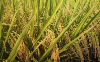 深優(yōu)9521水稻種子簡介，鄂西北4月20日左右播種
