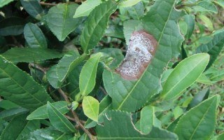 怎么防治茶輪斑病，茶園應(yīng)避免捋采或強采