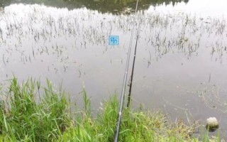 谷麥釣法的找窩方式，陡坡下的坎位、密林邊的回水灣均為理想窩點