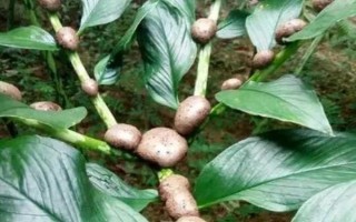 魔芋簡介，屬于一種類似芋頭的食物