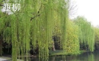 柳樹有哪些品種，包括旱柳、垂柳、白柳、爆竹柳等種類
