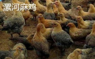 麻雞的品種有哪些，根據(jù)市場需求選擇飼養(yǎng)品種
