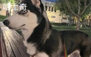 阿拉斯加和哈士奇的區(qū)別有哪些，體型、瞳孔顏色均不同